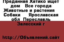 Преданная Хатико ищет дом - Все города Животные и растения » Собаки   . Ярославская обл.,Переславль-Залесский г.